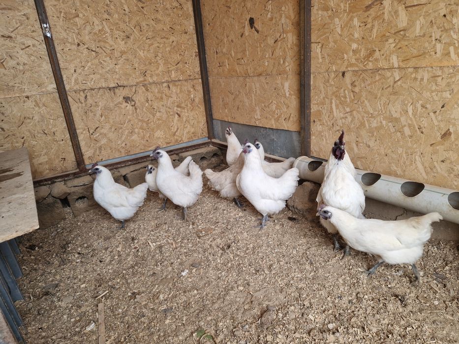 Яйцо Лакеданзи инкубация