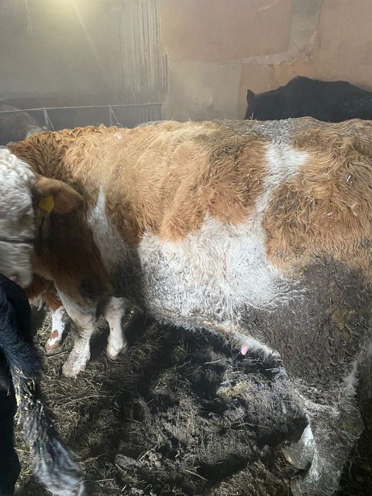 3бас симинтал бар суты