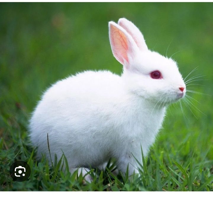 Quyon guwti 70 000 min