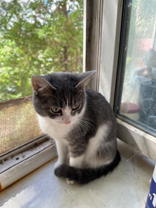 Продам кошку в добрые руки, СРОЧНЫЙ