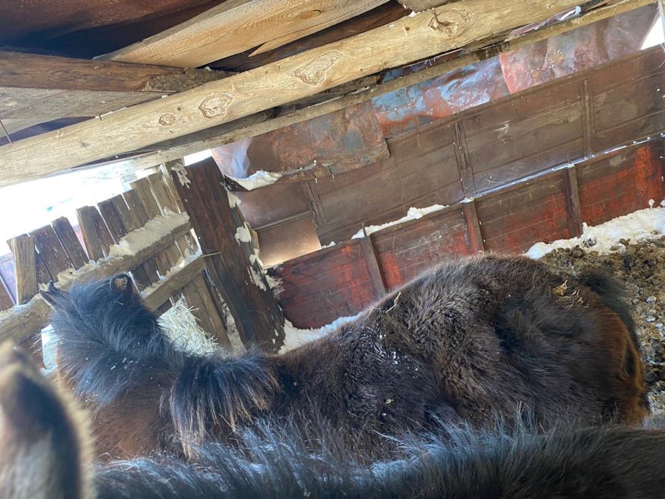 Тай сатамын 300000