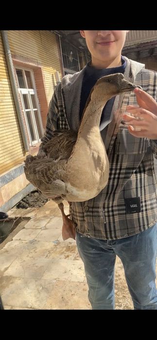 Erkak gʻoz sotiladi