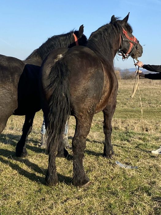 Vând mânze de 3 ani