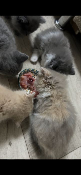 Котята скоттиш страйт девочка