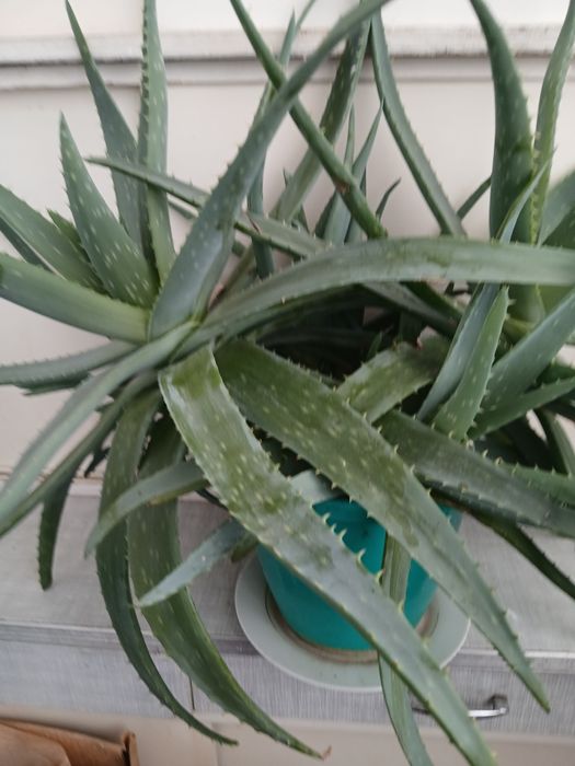 Продам Алое 7 лет