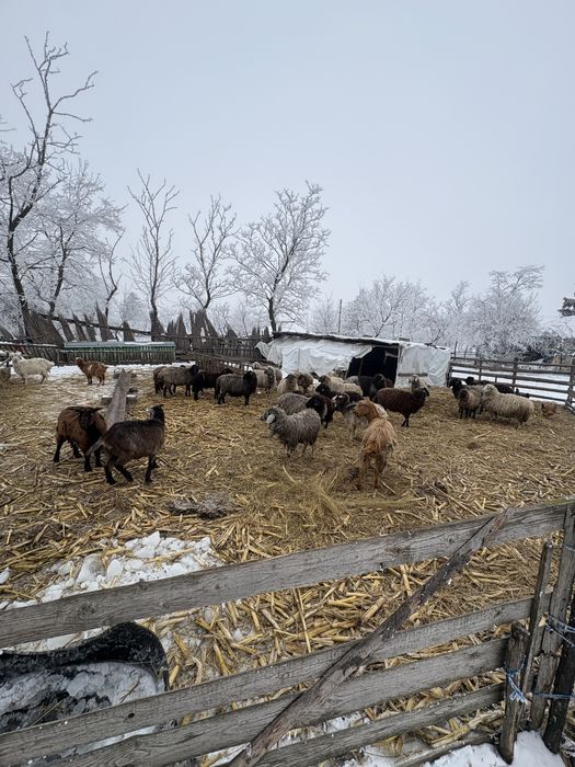 Oi foarte bune de lapte