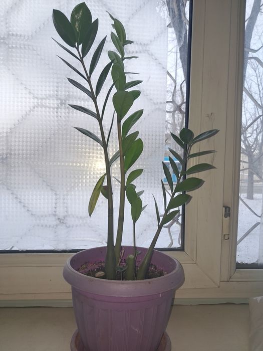 Долларовое дерево ,СРОЧНО! ТОРГ!