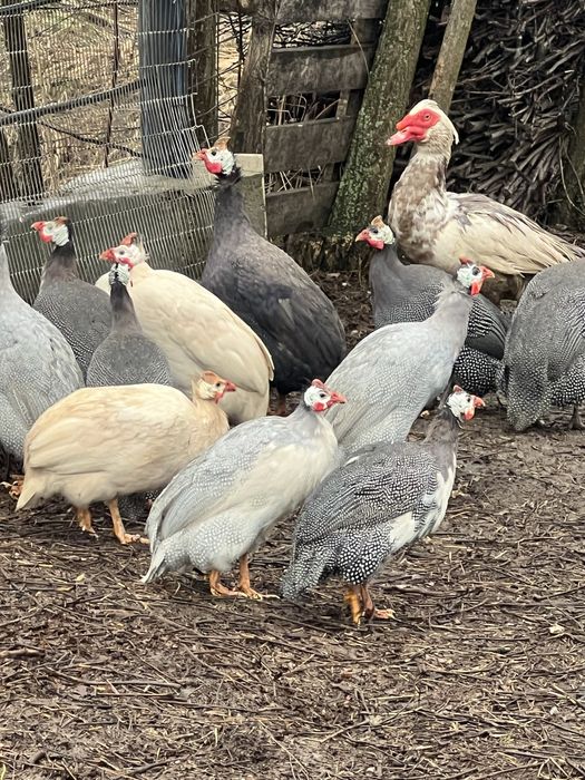 Bibilici disponibile