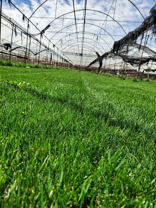 Gazon ekamiz ( kafolat va sifat bilan