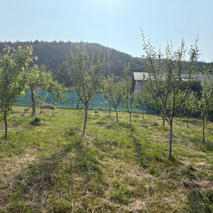 Casă cu șură, grajd și teren generos – Fântânele, Sibiu