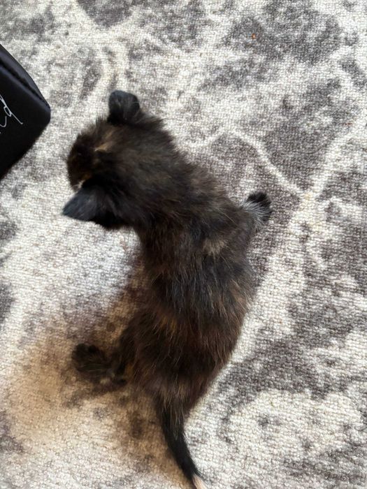 Отдаем котят бесплатно!