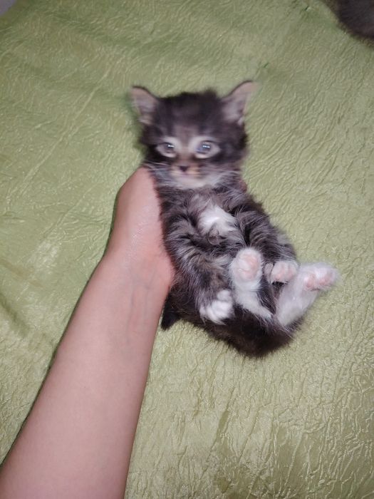 Продаются котята