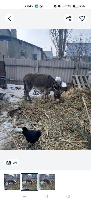 Есек сатылады жем беру