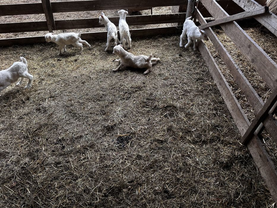 Vand tapisori si iedite sanen si metis de sanen