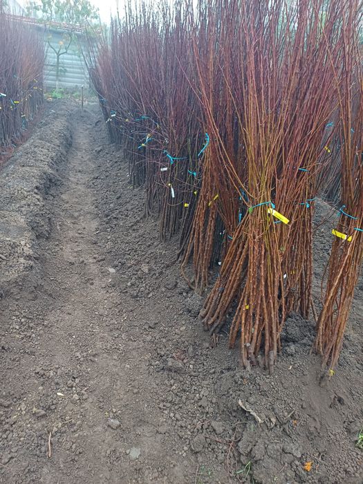 vând pomi fructiferi anul 2