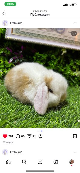 Kofolatlanadi parodali quyonla