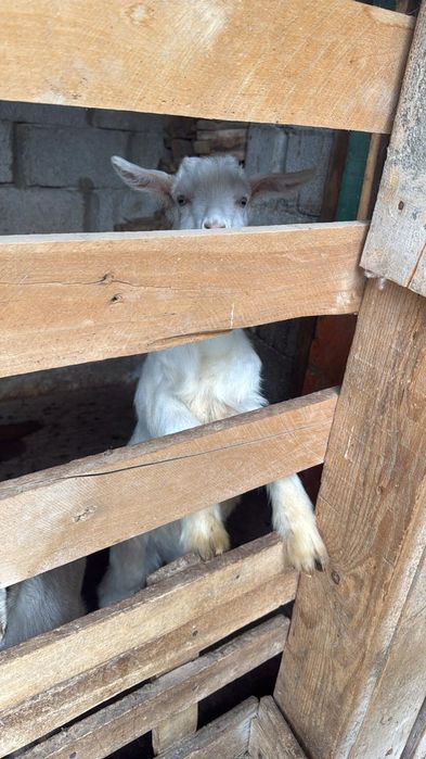 1-айлық теке лақ,15000-срочна