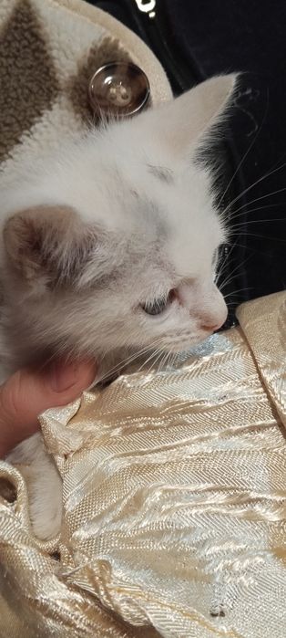 Котенок бесплатно