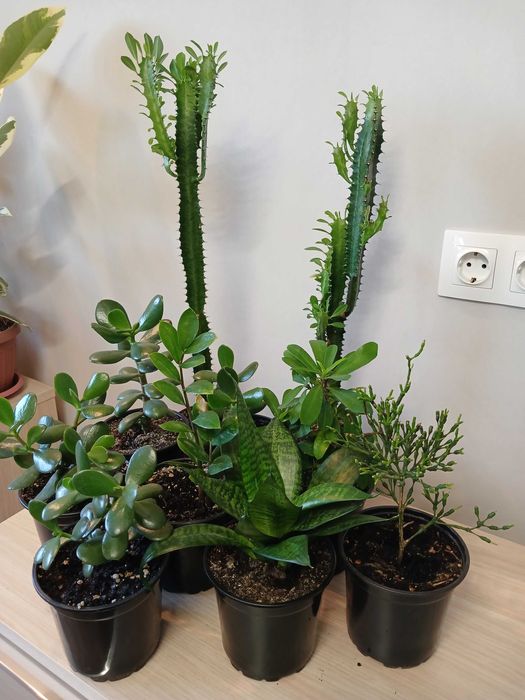 Продам цветы комнаные