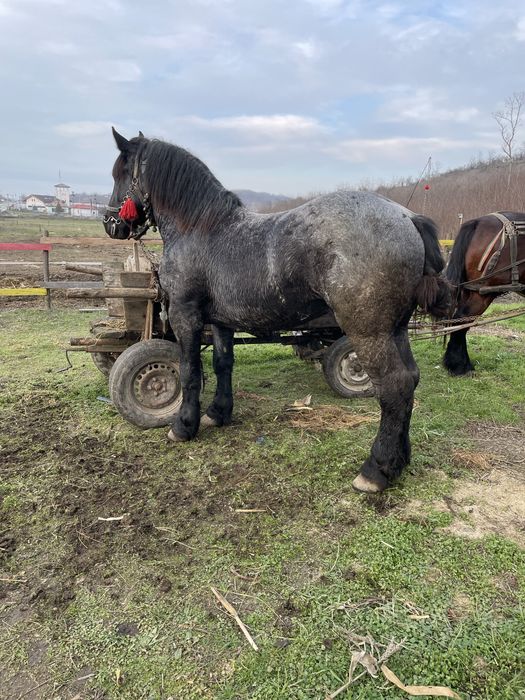 Vand sau schimb armasar greu