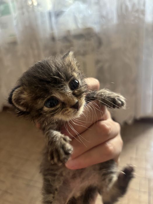Отдам котенка в добрые руки