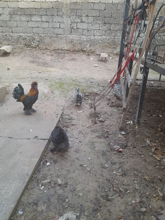 Жапон тауық - қора.