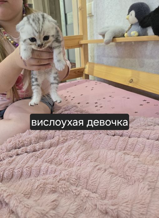 Шотландские котята