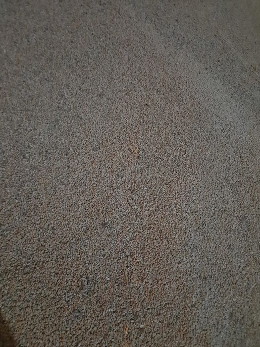 Vând ovâz de primăvară