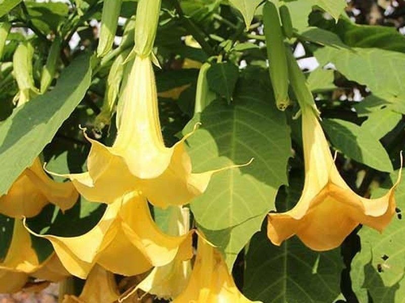 Продается бругмансия