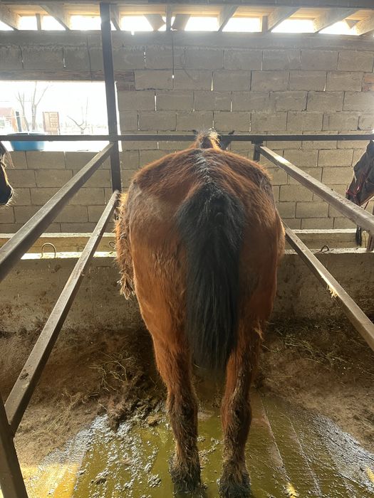 Буаз жас бие сатылады