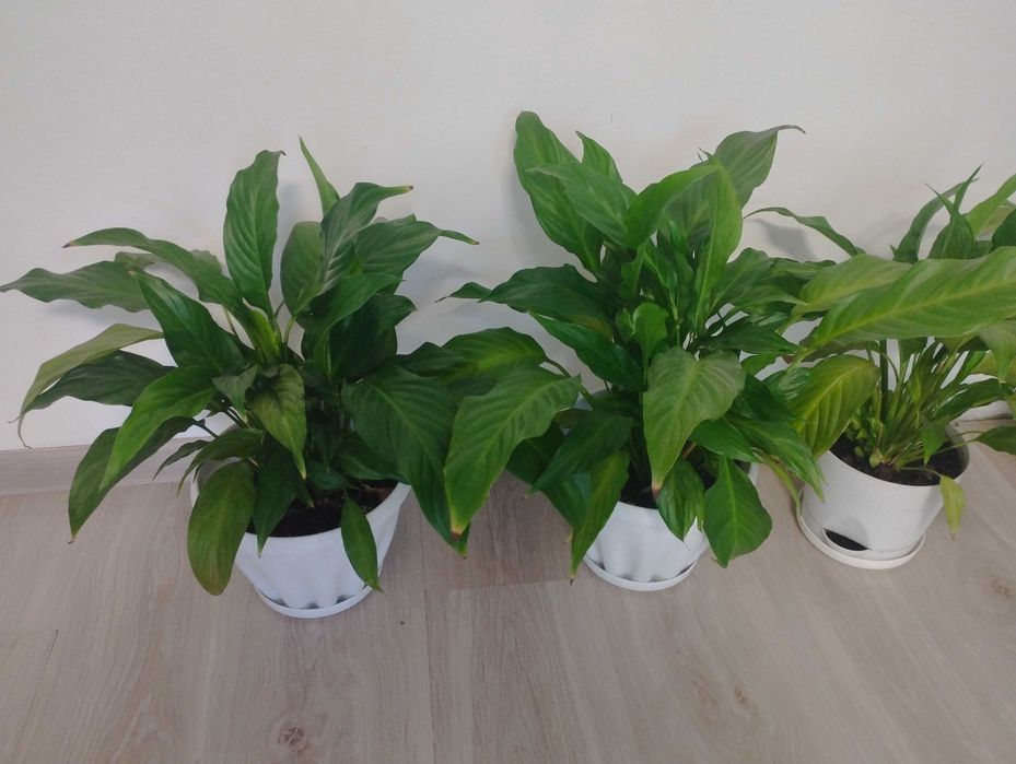 Продам цветок женское счастье