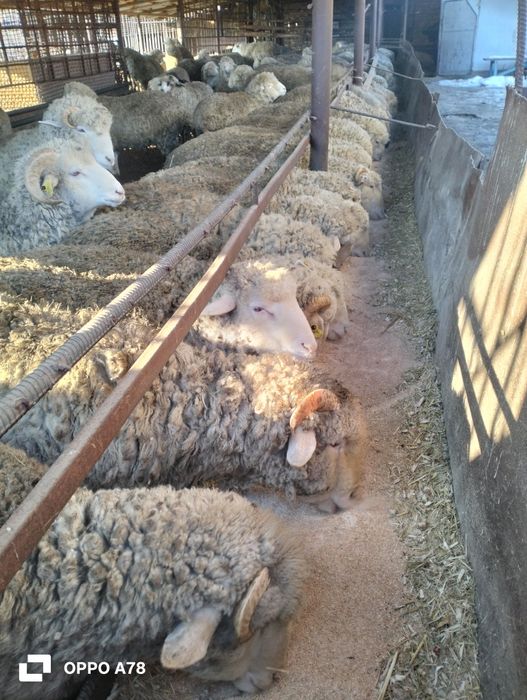 Тоқты сатылады...