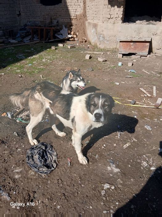 Alabay sotiladi xali yosh 500.000