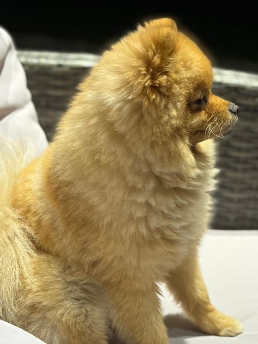 Для вязки шпиц померанский