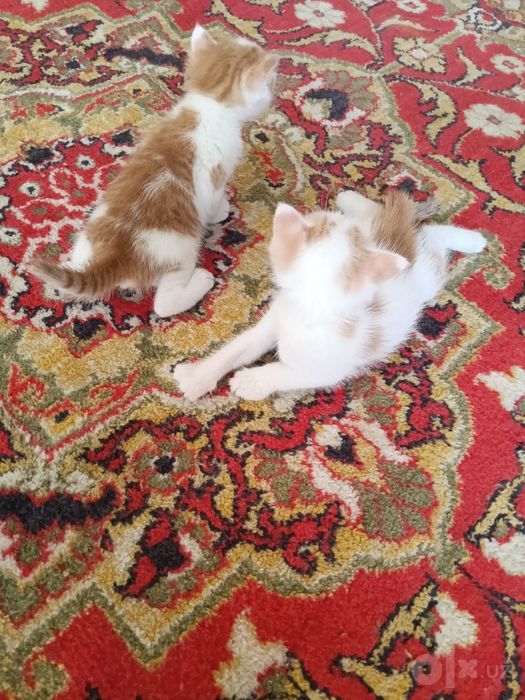 Котёнки 1 месячные