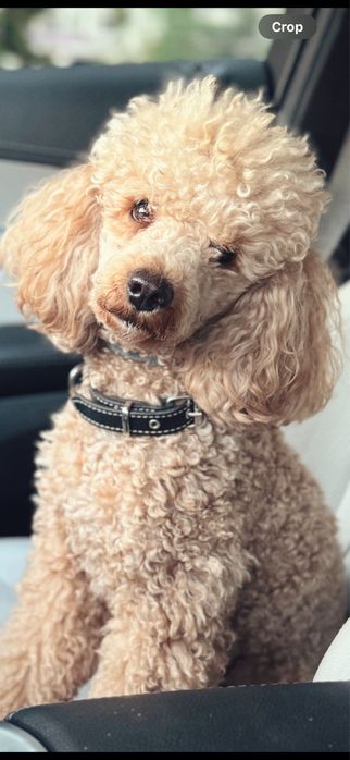 мини пудел на  3 години – здрав, игрив и много гальовен.