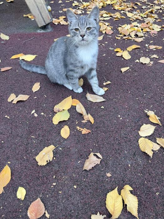Котенок в добрые руки