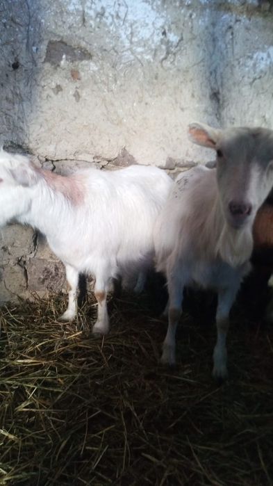 Vând capre 3 fătate și 5 depuse