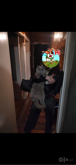 Вязка    Скотиш шатланский хочет     Киску
