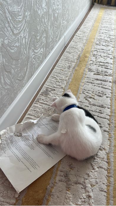 Отдам котенка в добрые руки