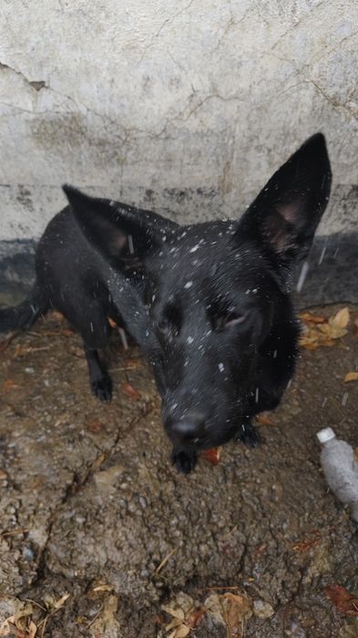 Овчарка в хорошие руки