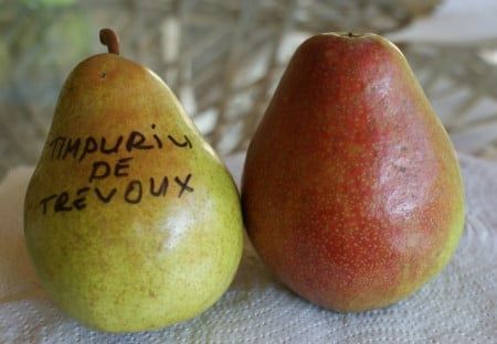 Pomi Fructiferi Străvechi Glia Strămoșească (Soiuri de PĂR)