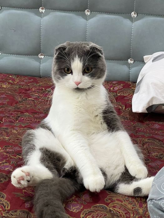 Ищем кошку для вязки!!