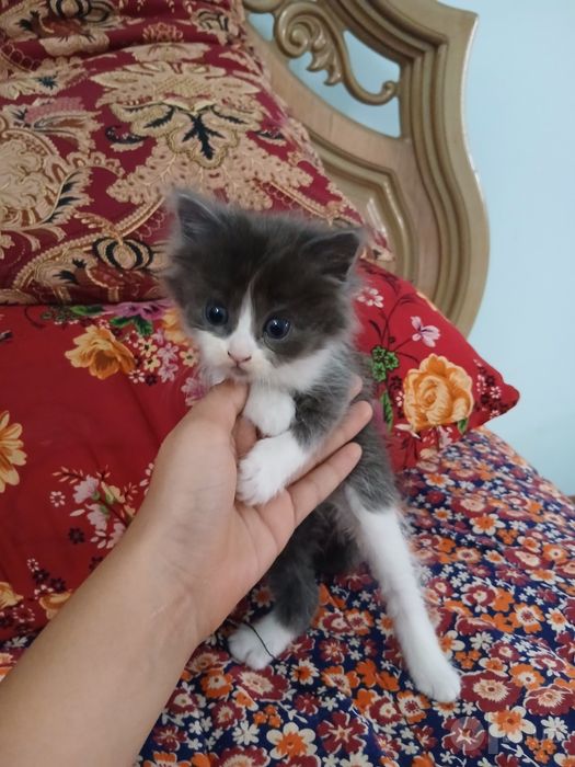 Кошка девочка сера белая  красивый глаза