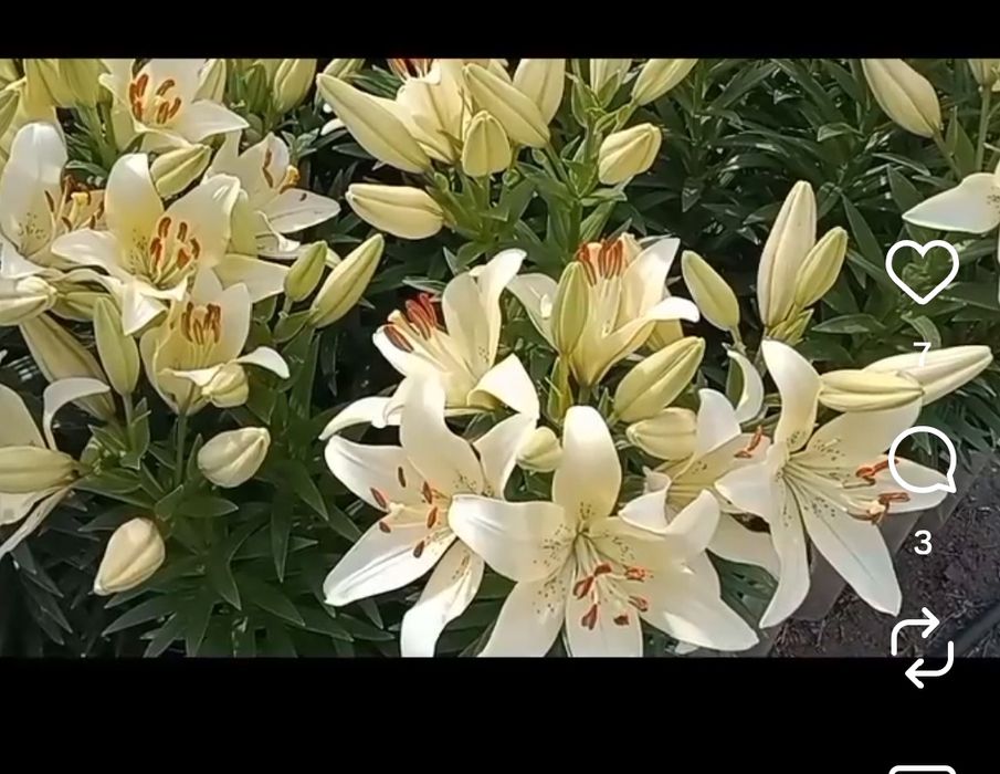 Продам луковицы лилий.