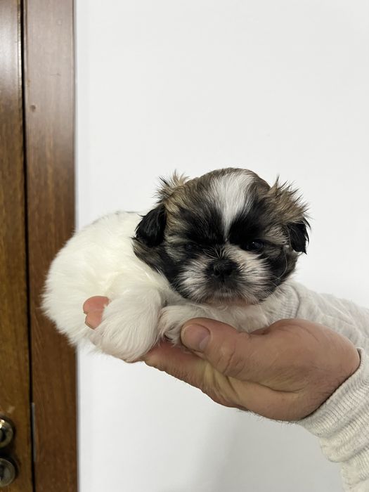 Shih-tzu de vanzare