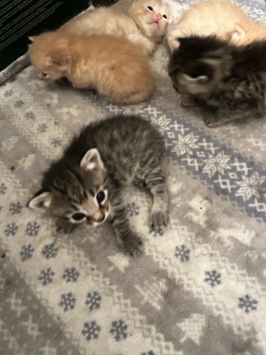 котята(мальчики)