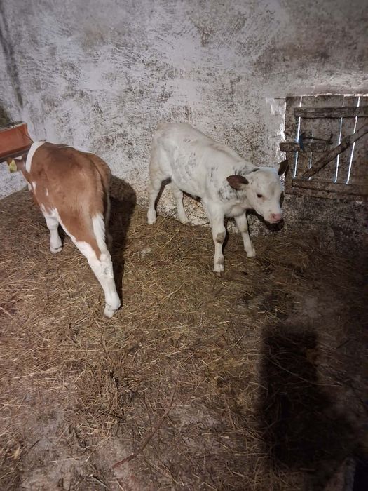 Vând taurasi și vitea