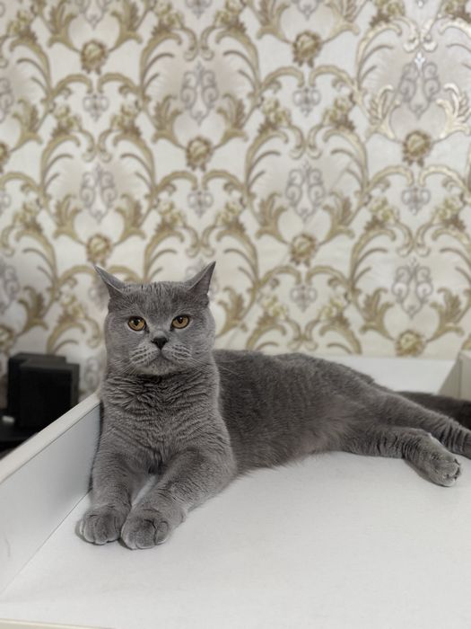 Продам породистых котят