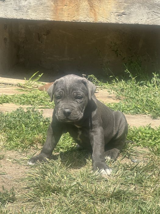 Se vinde Catelusa Cane Corso